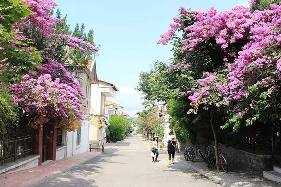 Bougainvillea over a quiet street on the Princes' Islands